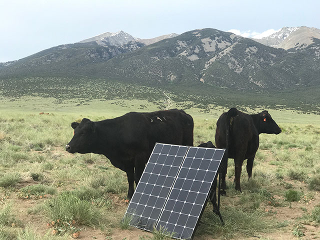 best portable solar panels with cows