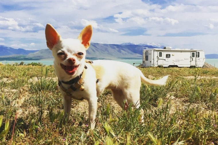 Secrets to Successfully Camping With Dogs