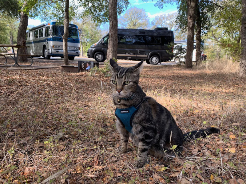 a cat in the woods with a van and a converted bus parked behind
