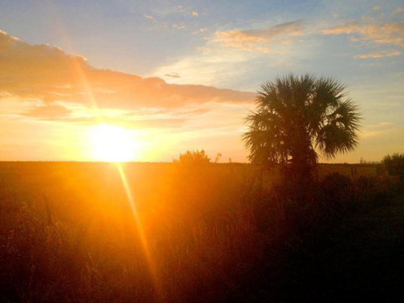 sunset over Florida's palmssunset over Florida's palms