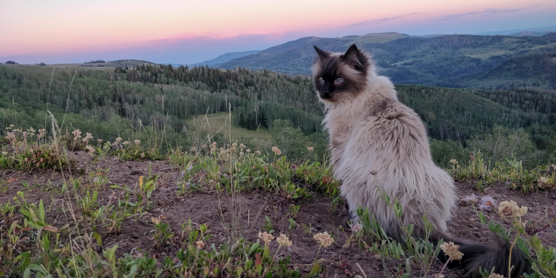 RVing With Cats – Expert Advice (& Cute Cat Pictures)