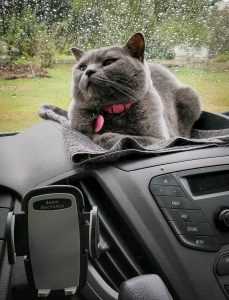 cat traveling in van