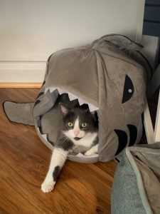 cat in shark hut