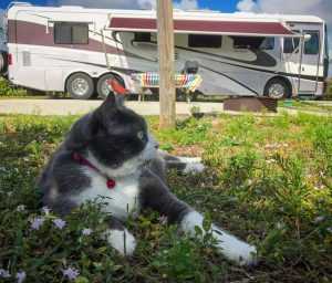 cat in front of motorhome