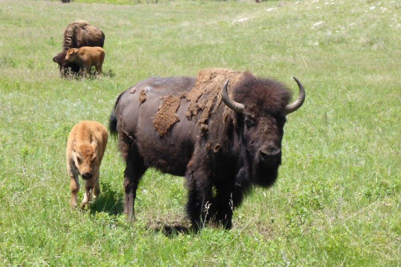 Buffalo in the state park in South Dakota