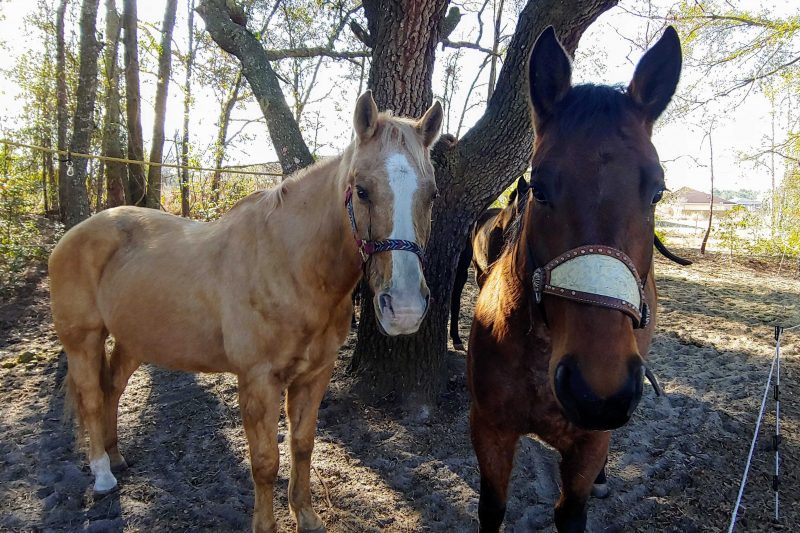 2 horses at Shangri-La Trailhead & Campground