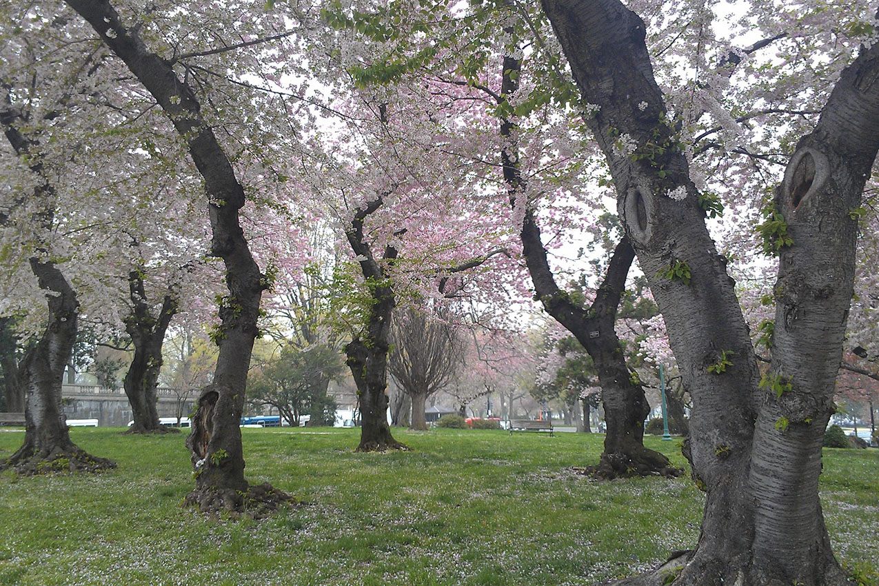 Cherry Blossom trees
