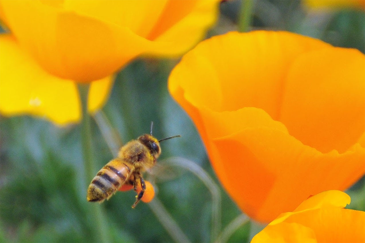 A bee pollinating a poppy