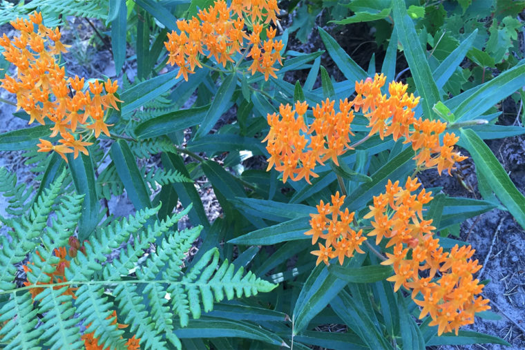 6 Citizen Science Projects to Give Back This Earth Day