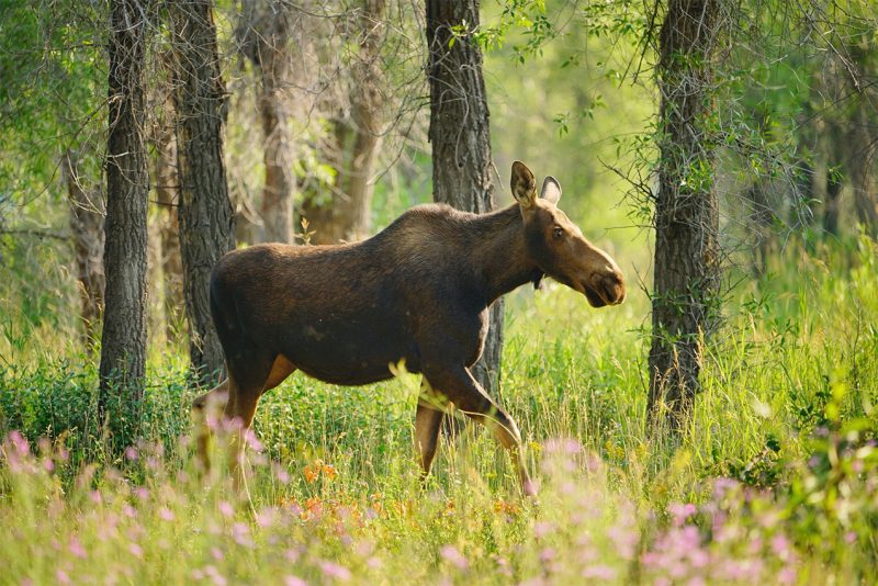 Moose at Gros Ventre Campground