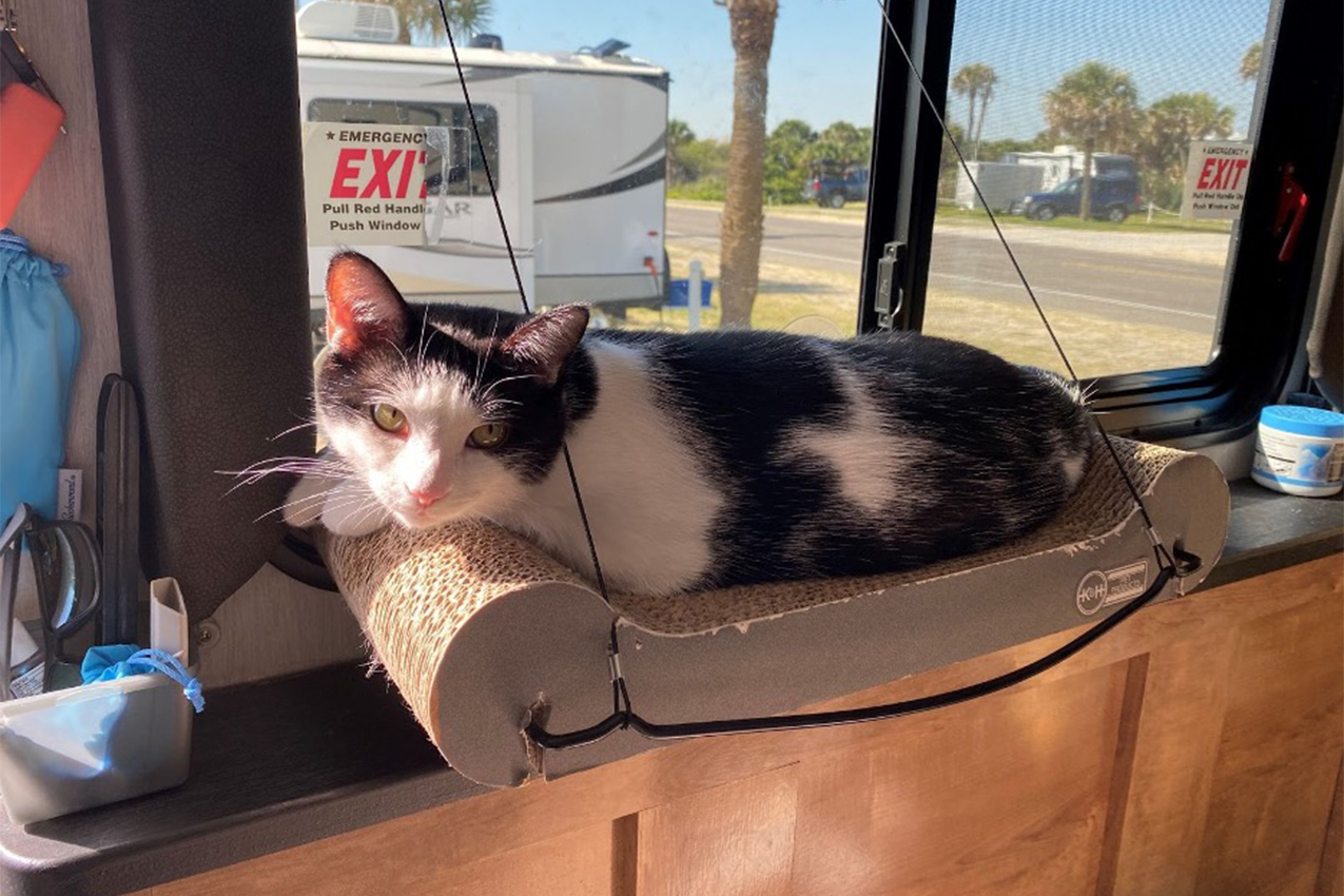 Cat laying on a window perch inside an RV.