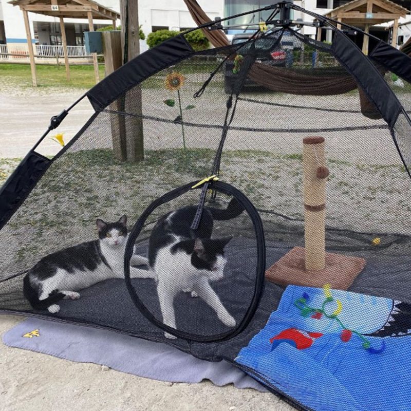 Two cats hanging out in an outside play tent.