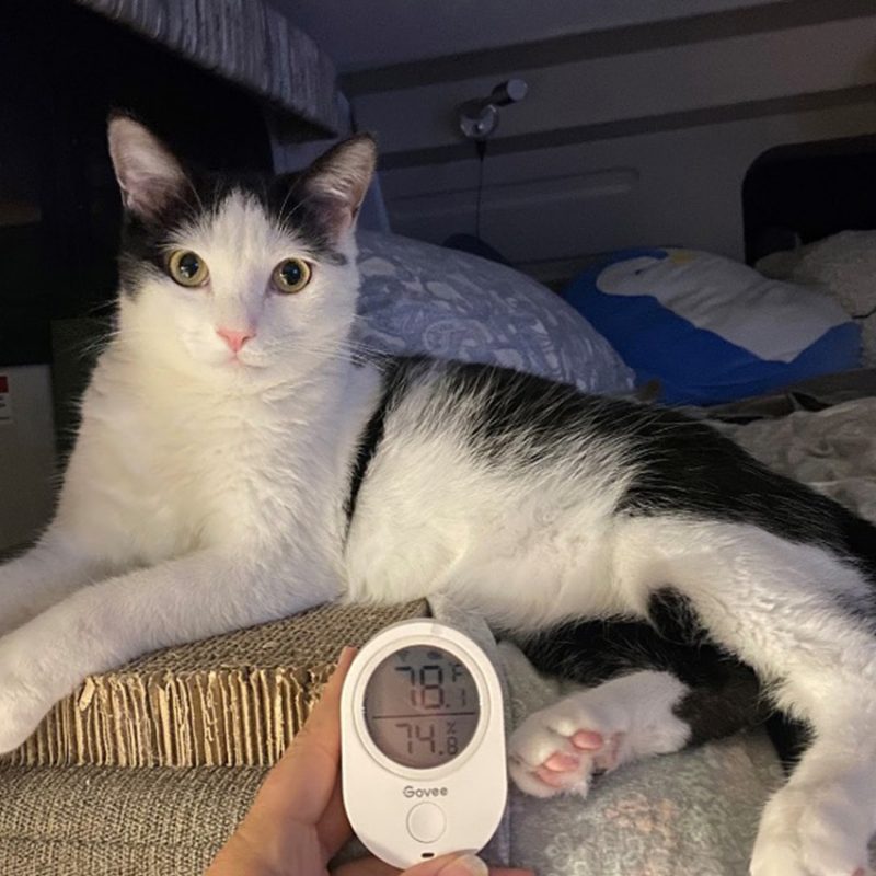 Cat laying on a bed with a thermometer held up in front of him.