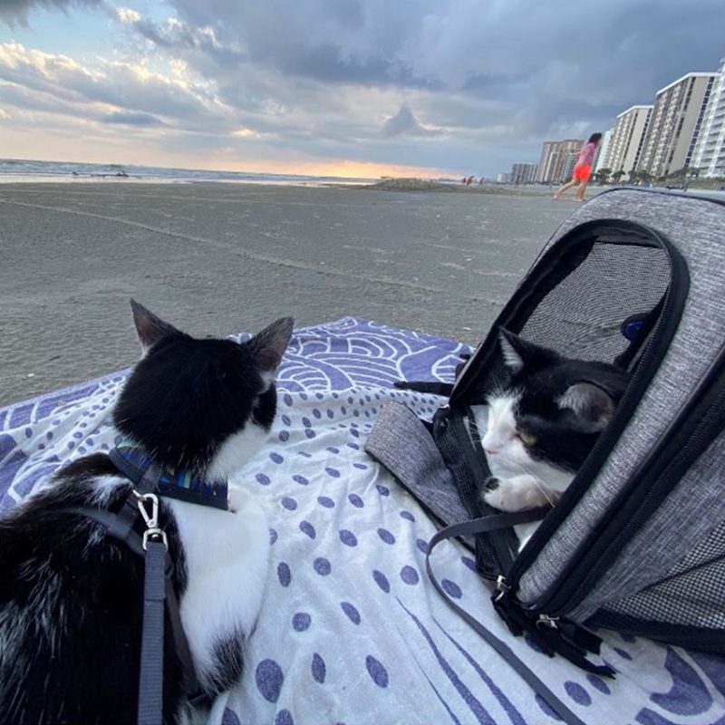 Two cats at the beach.