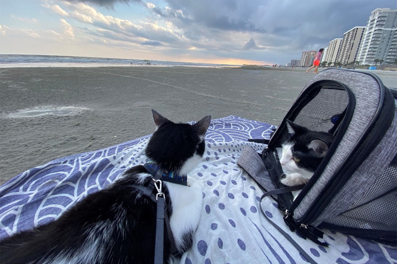 One cat laying on a towel at the beach and the other is in a carrier.