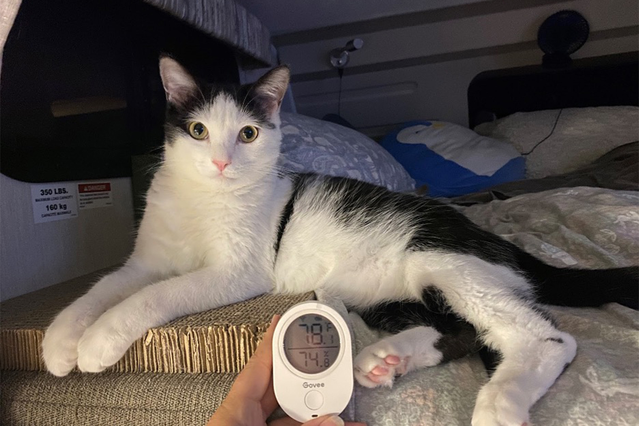Cat helping show off a WiFi thermostat.