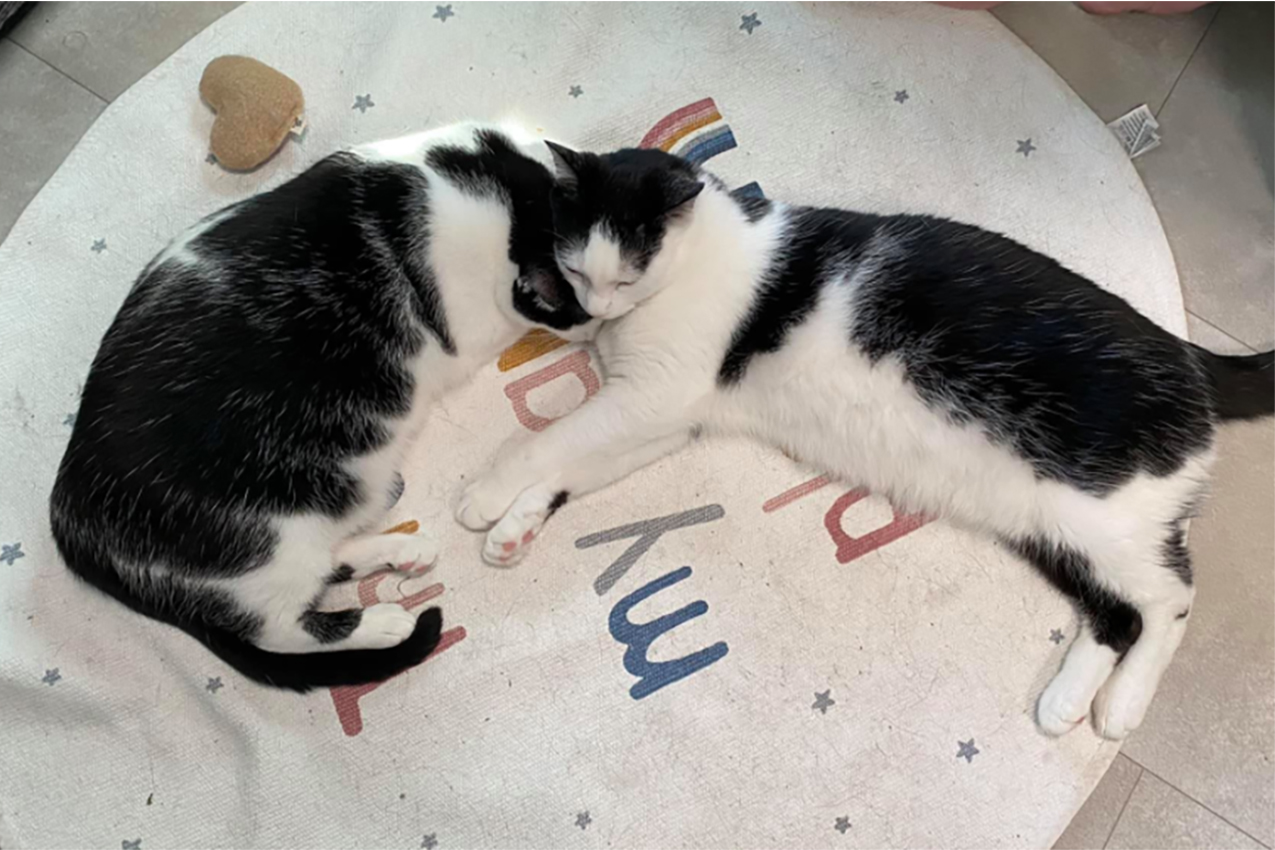 Two cats laying together on a rug.