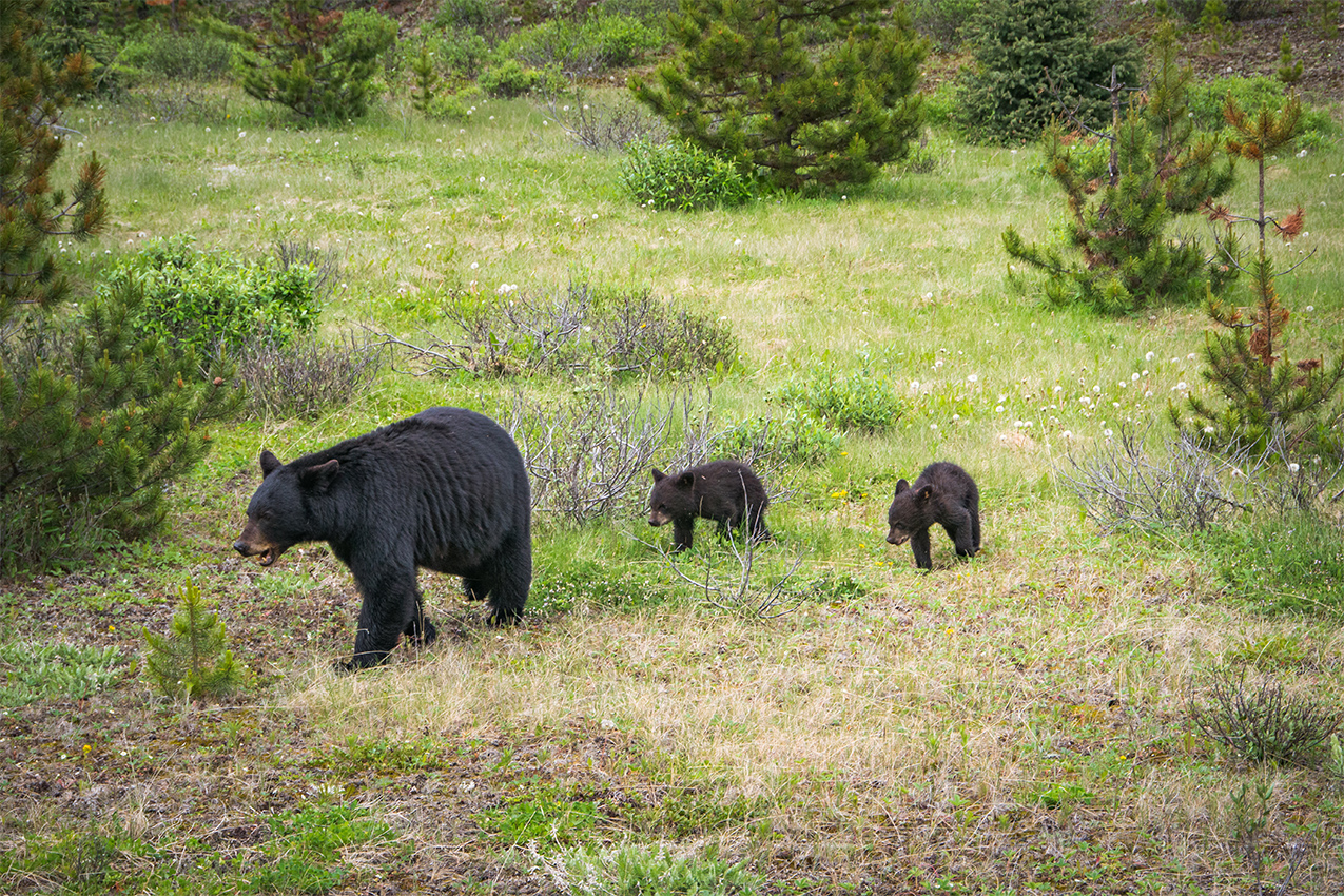 Mama black bear and her two cubs.