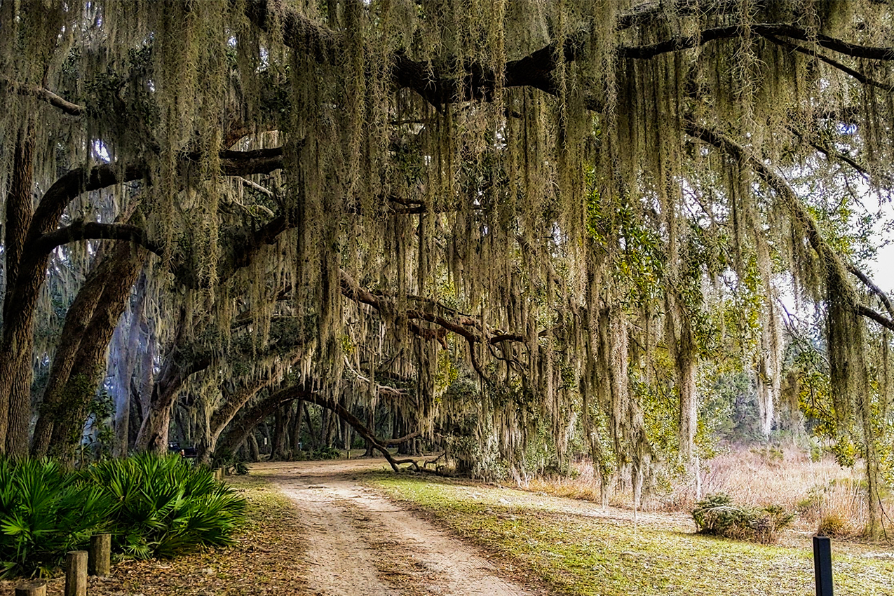 Spanish moss covered trees next to an empty road.