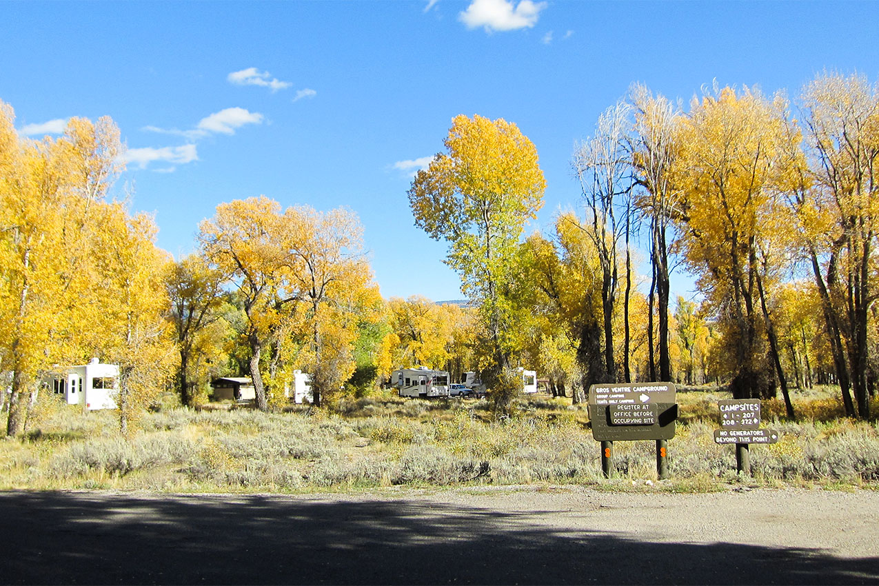 Trees changing to yellow in a campground.