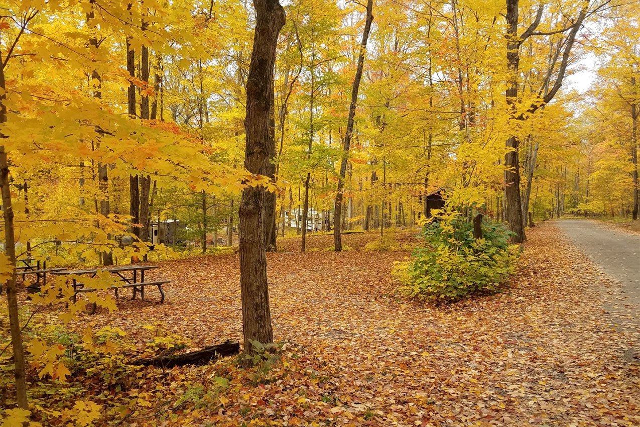 Campsite covered in yellow fall trees.