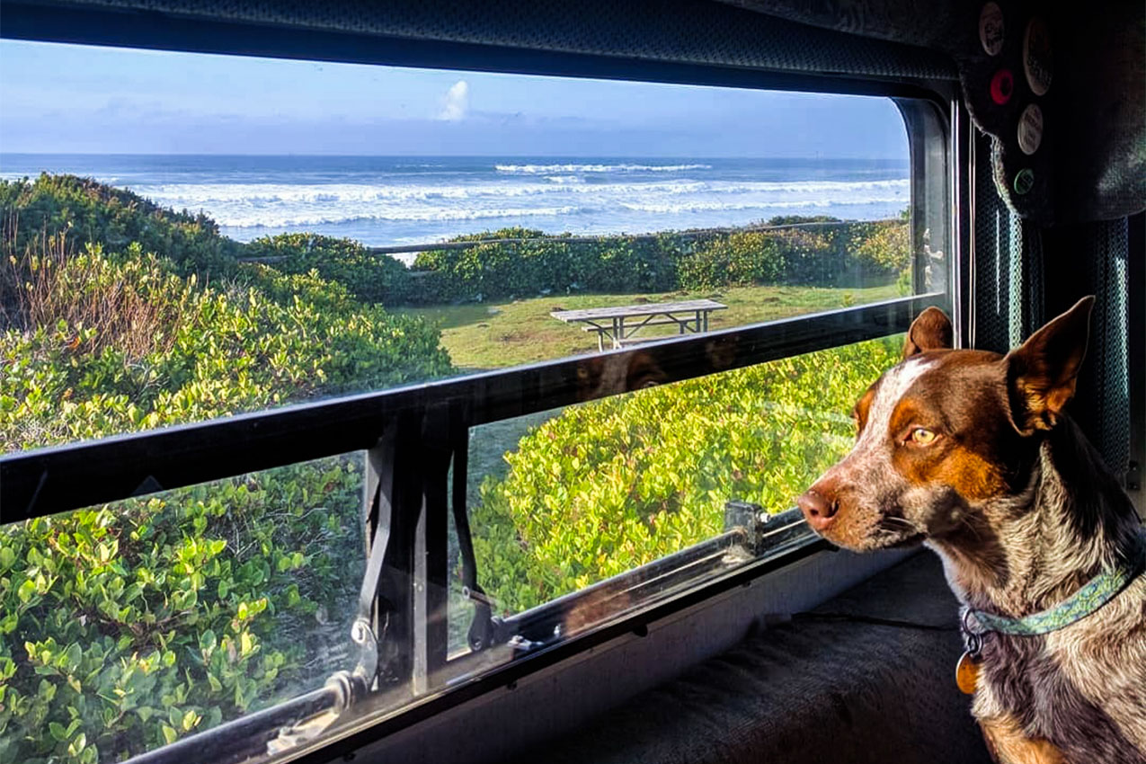 Red heeler looking out truck camper window at the ocean.