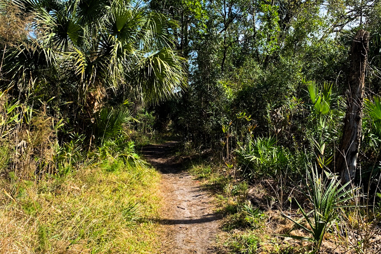 Walking trail lined with palm trees.