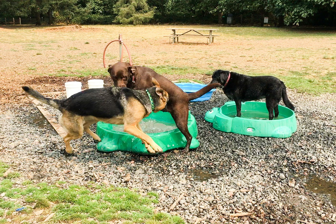 Three dogs playing in dog pools at a park.