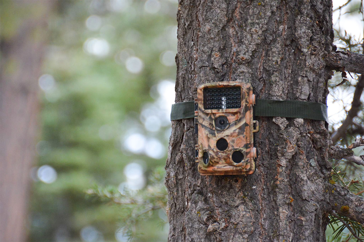 A camouflage camera strapped to a tree trunk. 
