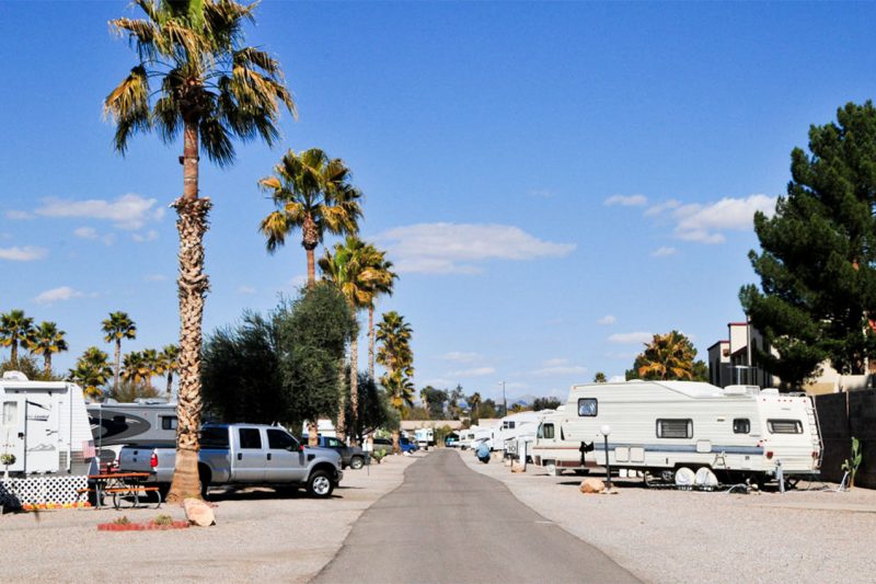Two rows of RVs lined by tall palm trees at an RV park.