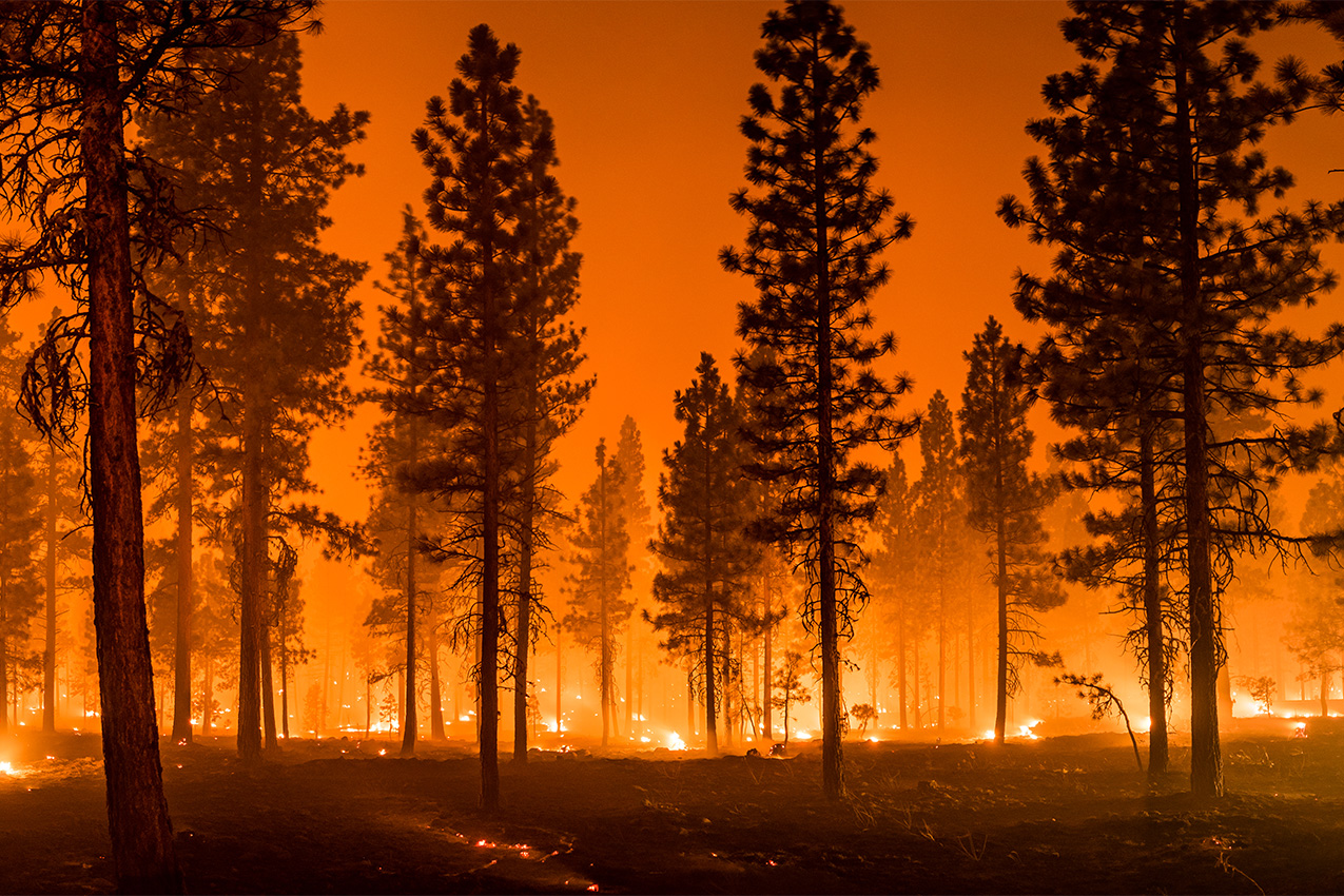 Fire running through a dense forest and orange, smoky air.