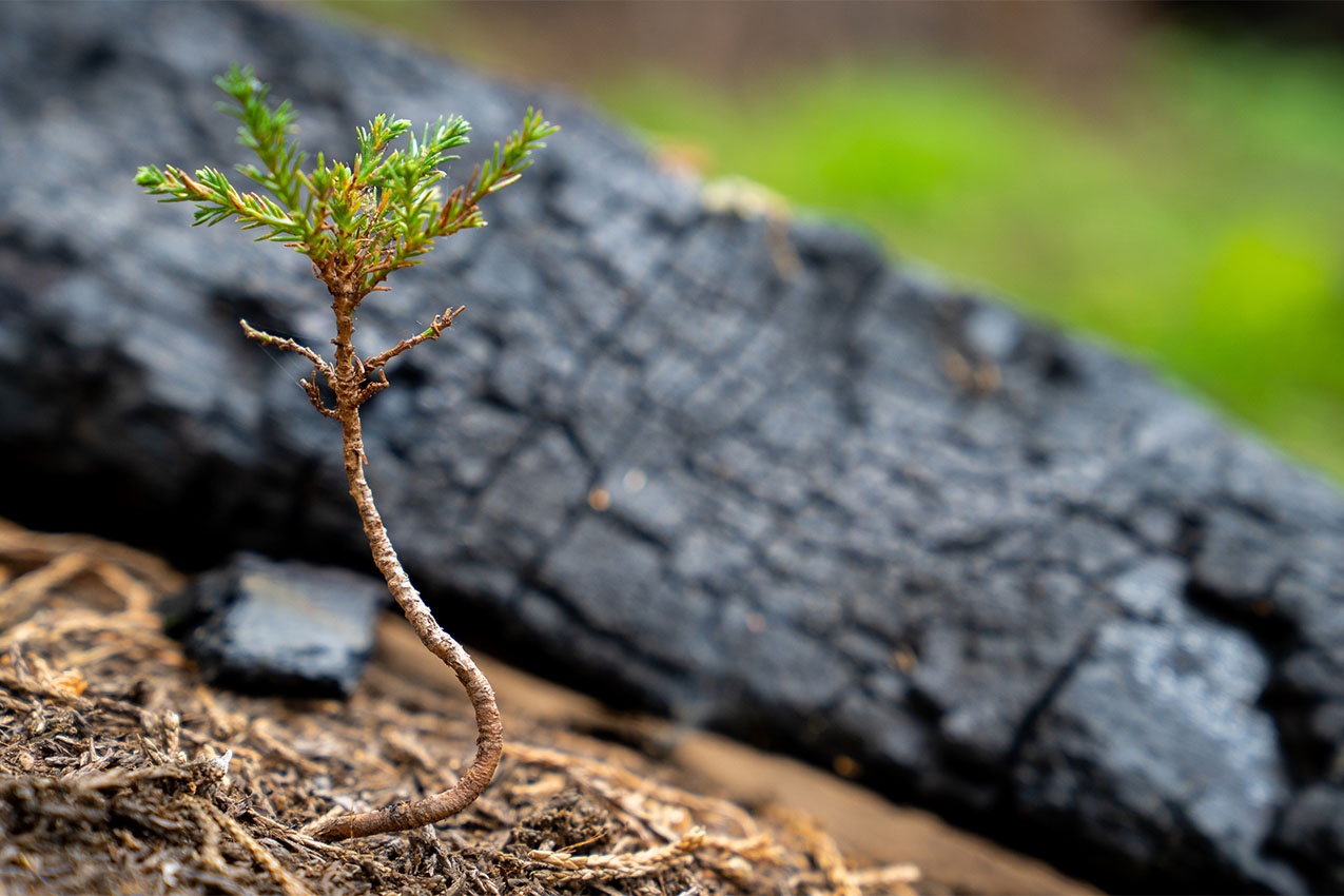 A green seedling rises from the duff in front of a charred log.