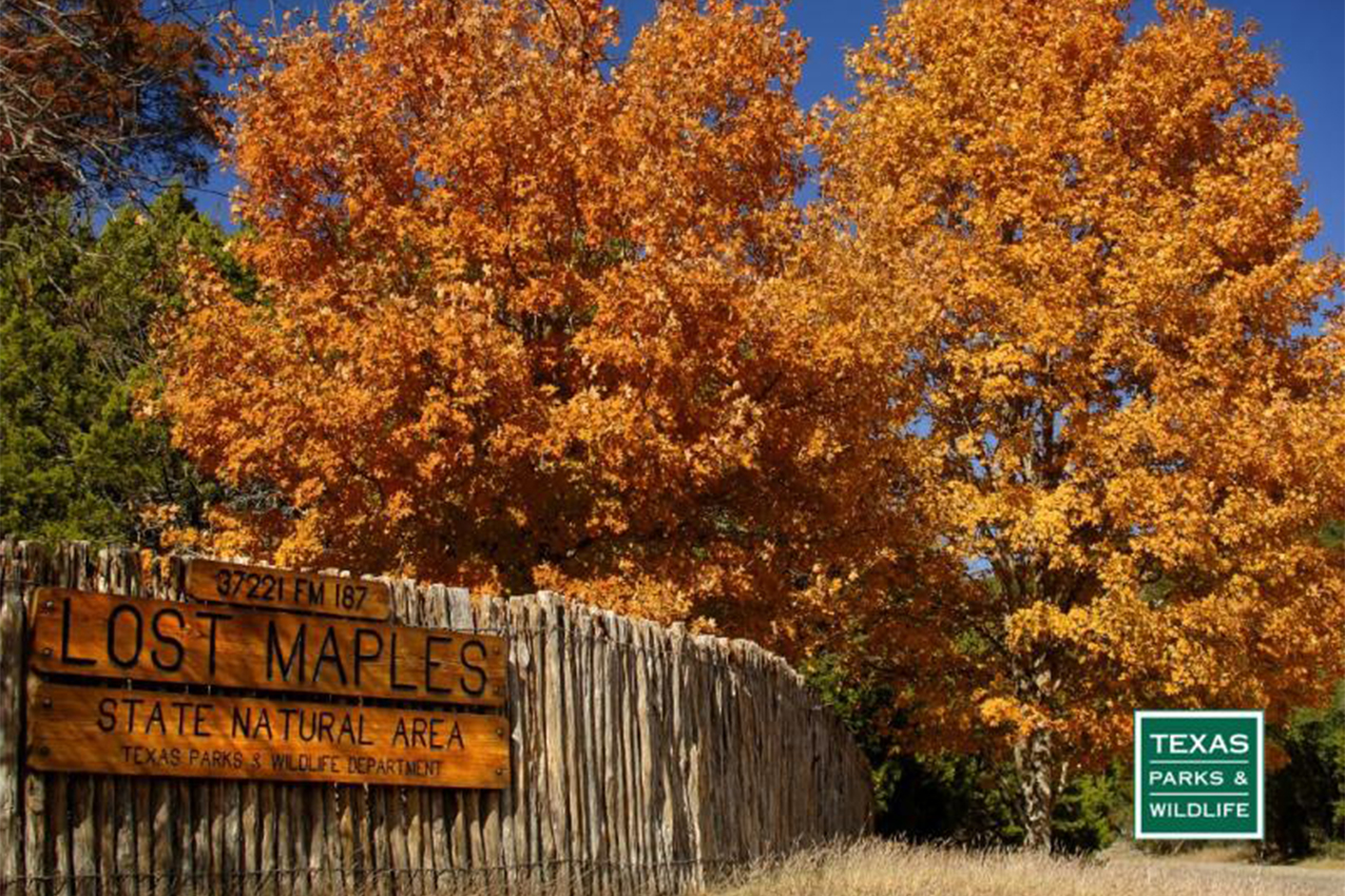 Wooden sign for Lost Maples State Natural Area with orange maple trees standing over it.
