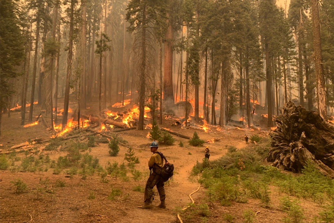 Firefighters stand in a line on a trail as moderate intensity fire burns under enormous trees.