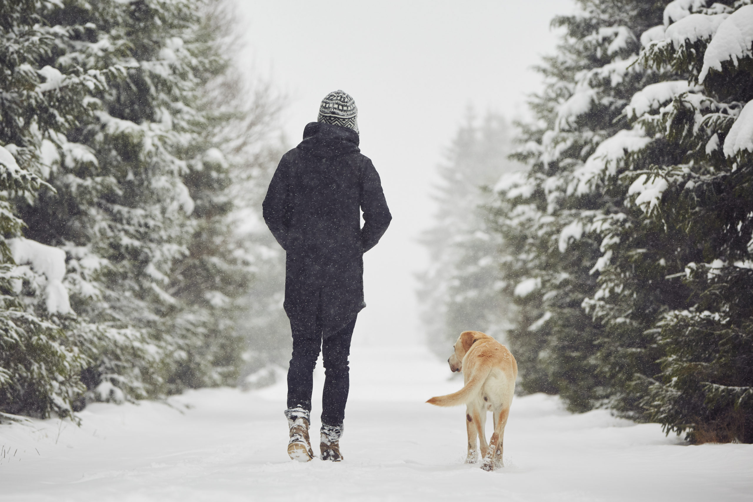 Person walking with their dog in the snow through a row of evergreen trees.