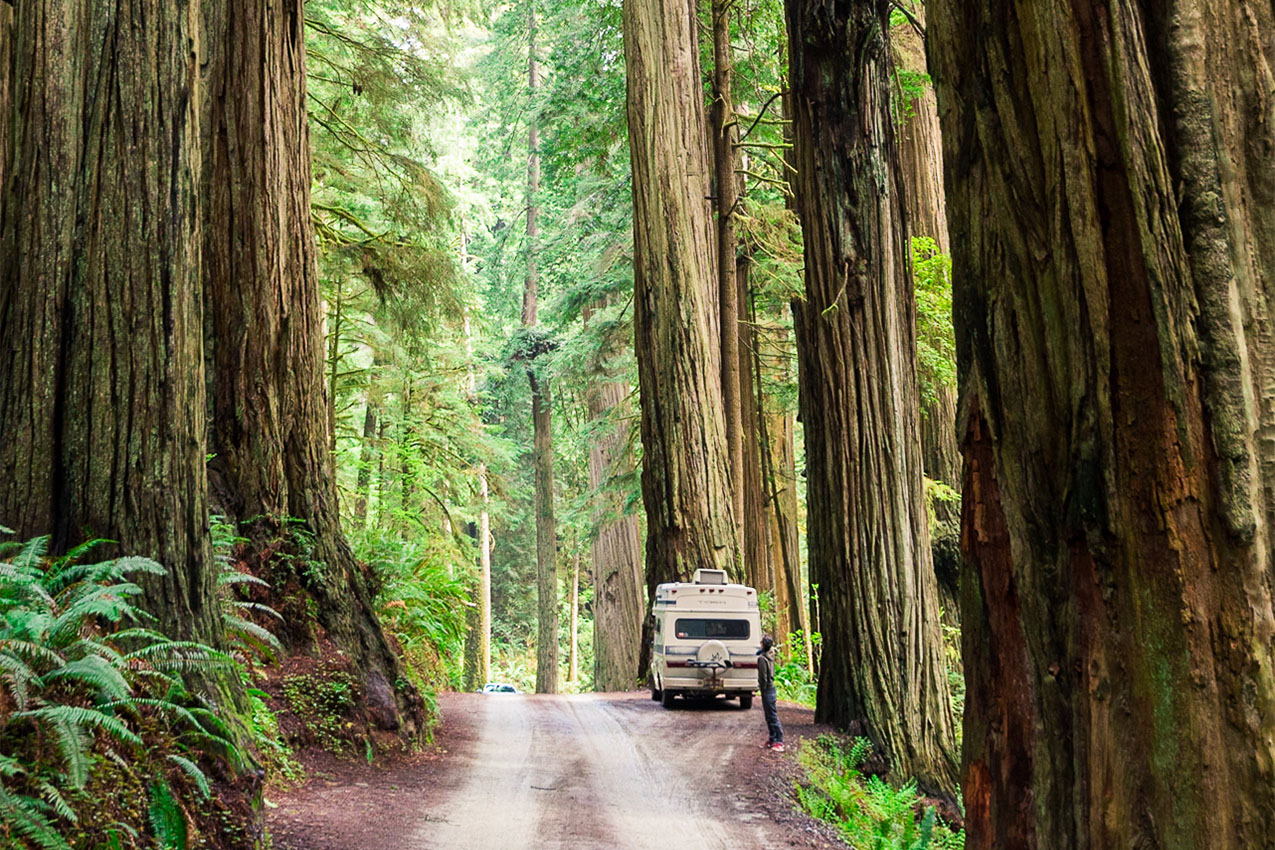 A man standing next to his class C is looking up at redwood trees.