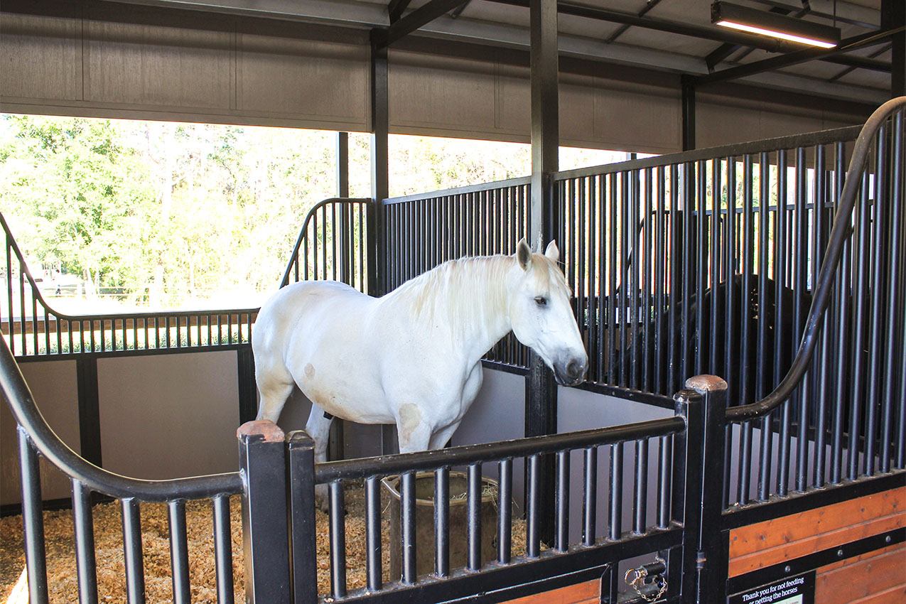 White horse standing in a stall.