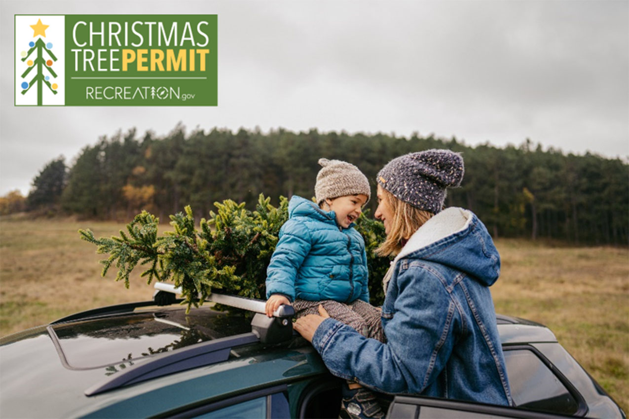 Child sitting on the roof of a car with mom standing next to a freshly cut Christmas tree.