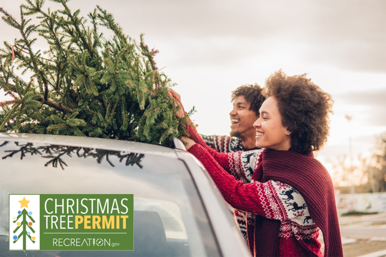 A couple tying a fresh cut Christmas tree to the top of their car.