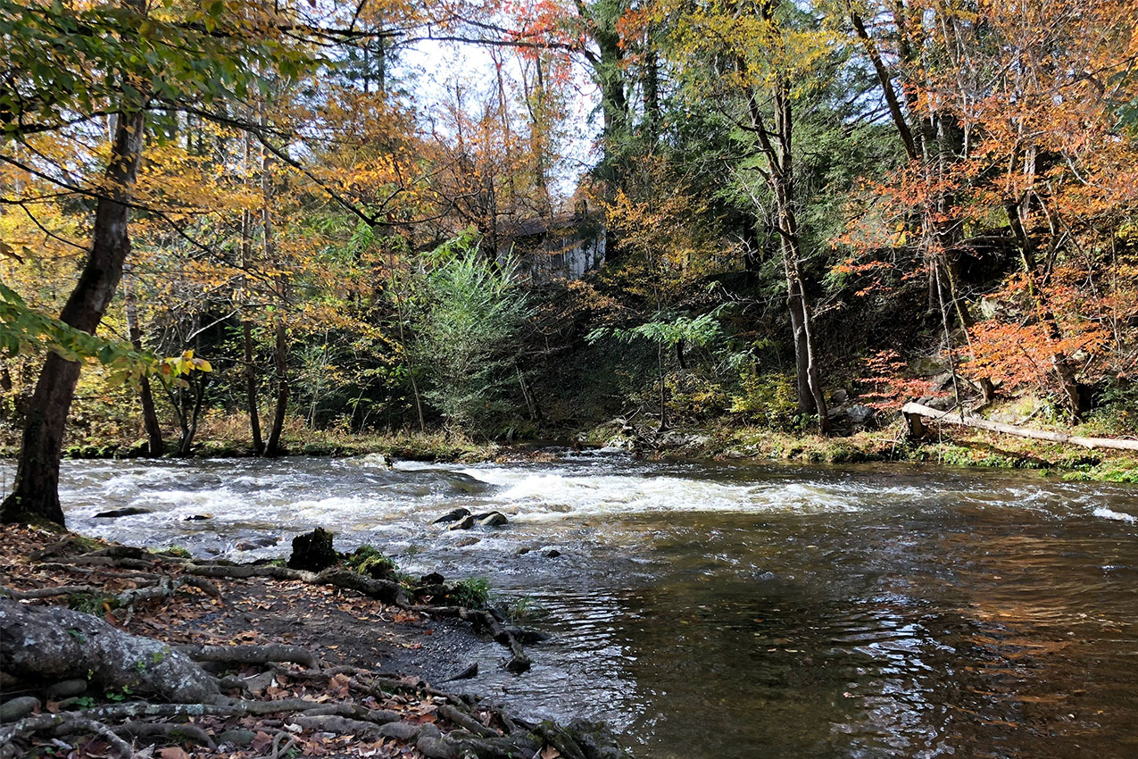 Fall colored leaves and a creek running through the forest.