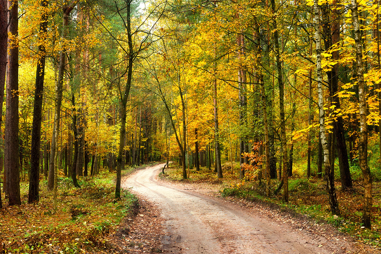 Dirt rural road leading through the woods filled with yellow fall colors.