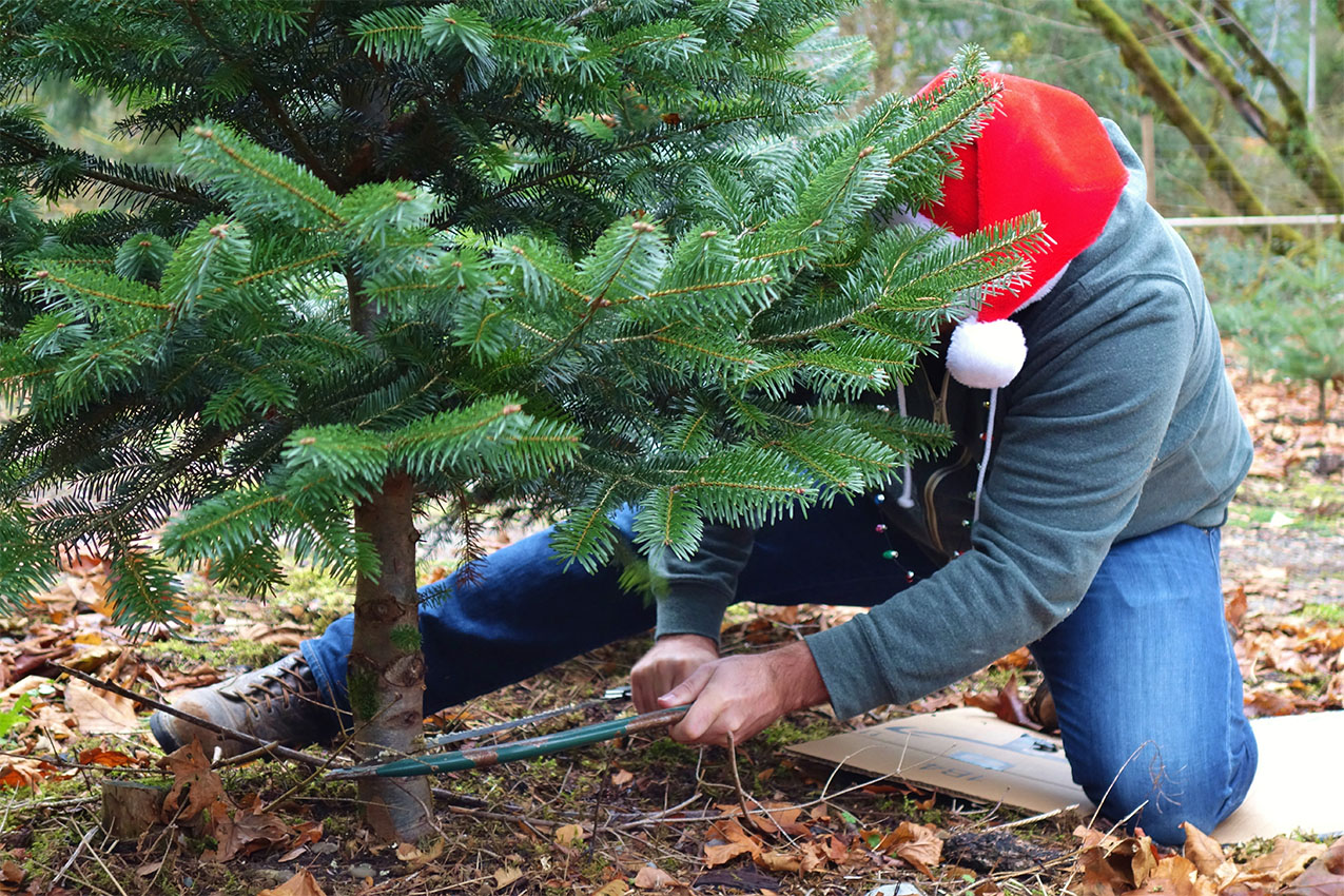 Closeup of a man in a Santa hat with saw in hand cutting down a Christmas tree at a tree farm in Washington state.