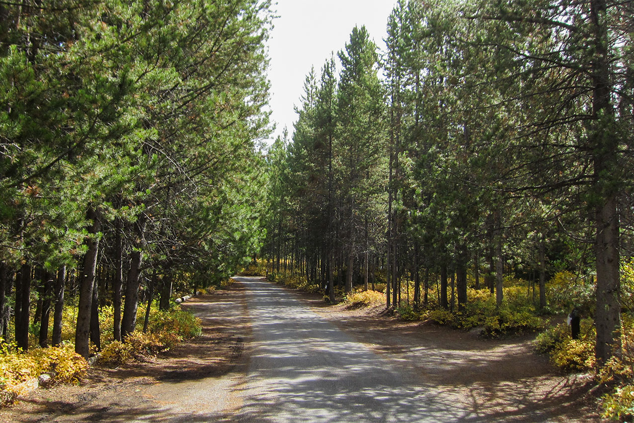 Asphalt road leading through a forest of pine trees.