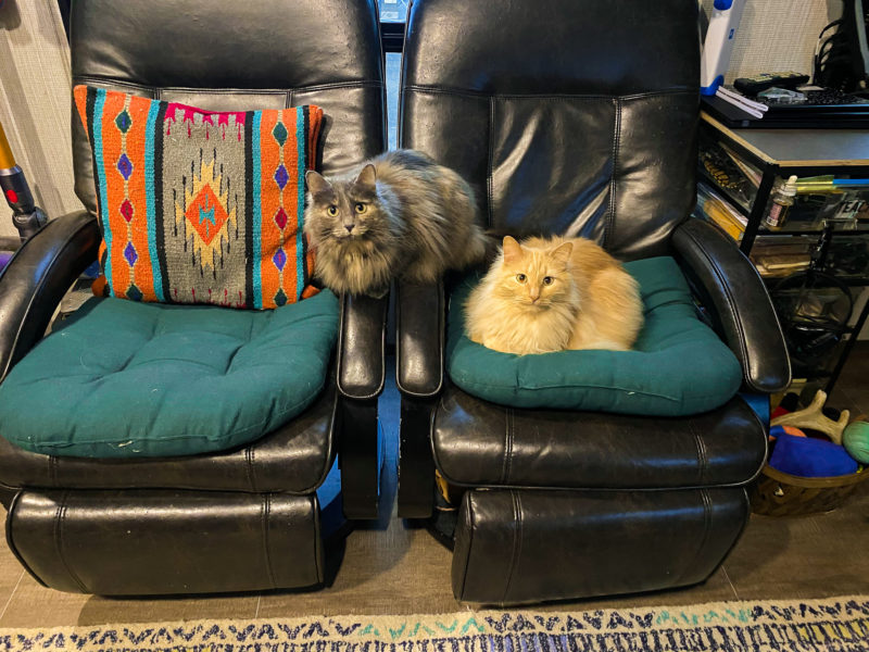 Cats sitting on lounge chairs inside an RV