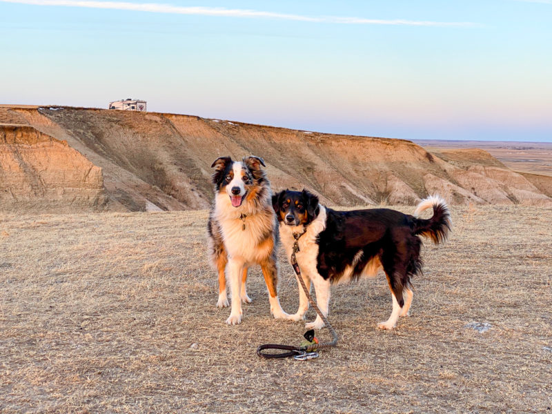 Dogs off leash on public lands with RV in background