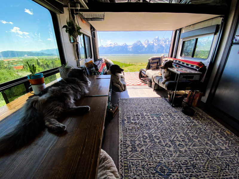 Pets lounging in an RV with back open to mountain views