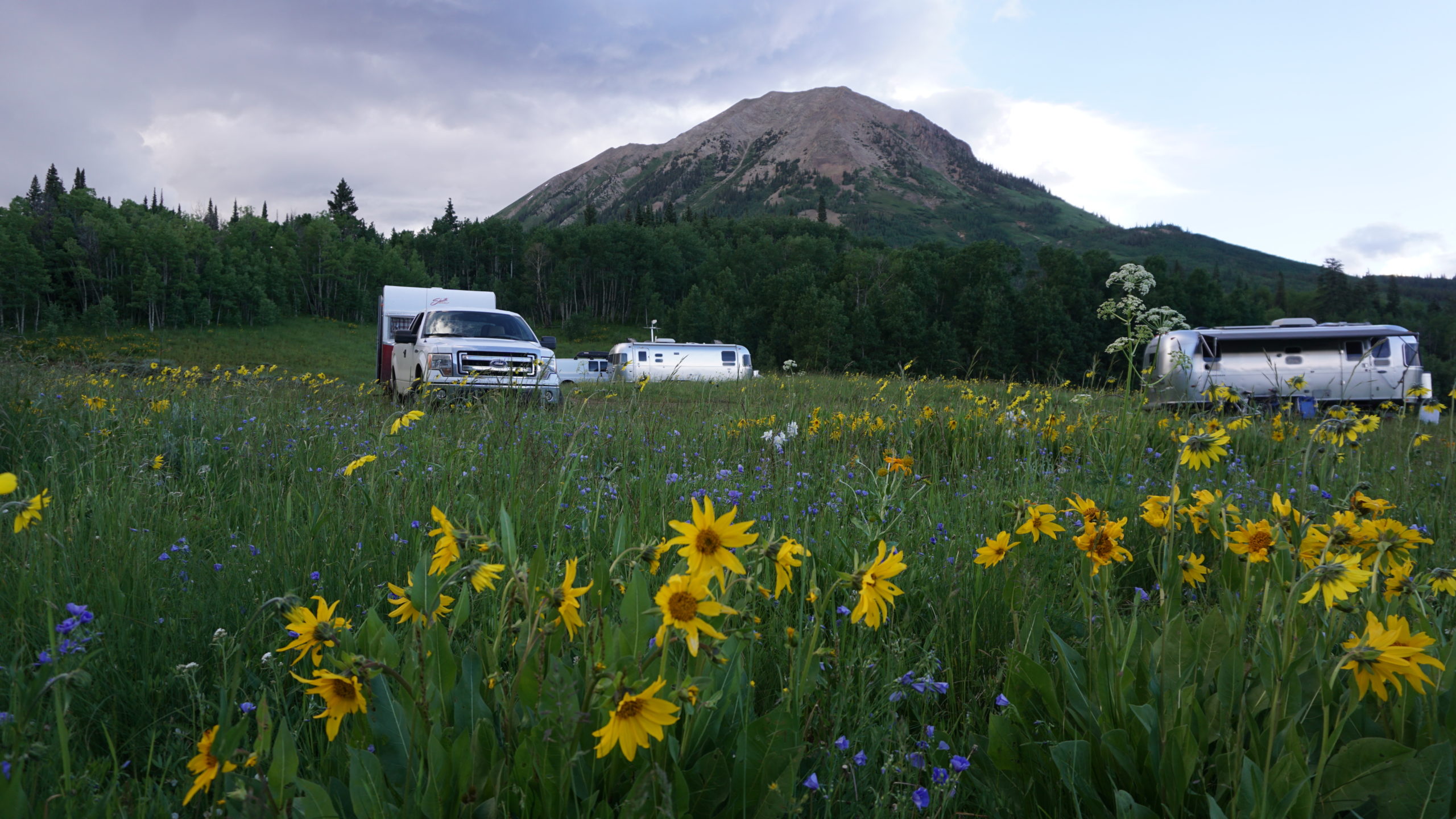 Three RV trailers parked in wildflower field with mountain in background