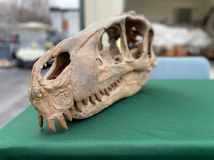 Dinosaur skull sitting on table
