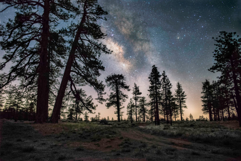 a night sky lit up with thousands of bright stars with silhouettes of pine trees