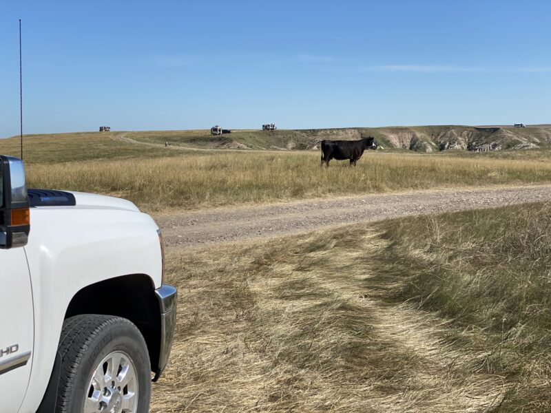Cattle roaming at Nomad View Dispersed Camping in Buffalo Gap Grasslands
